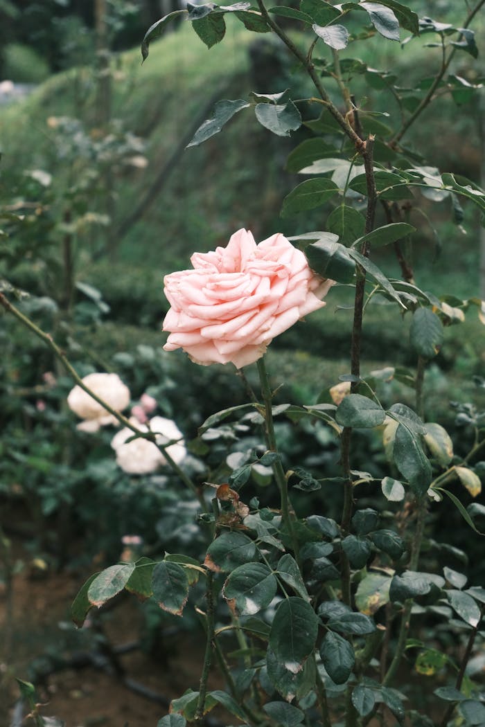 gallery-05 Close-up of a pink rose bloom in a vibrant outdoor garden, surrounded by greenery.
