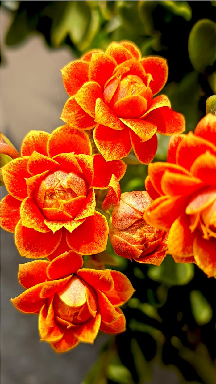 gallery-01 Close-up of vibrant orange flowers in full bloom, showcasing intricate petal details.